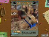 Polly Pride: Pet Detective